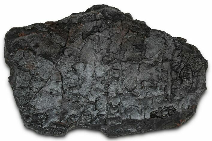 Dragon Scale Stone (Iron, Manganese, Siderite Nodule) #350206